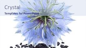  Presentation with cumin - Beautiful presentation theme featuring black-cumin-seeds-with-flower backdrop and a light blue colored foreground