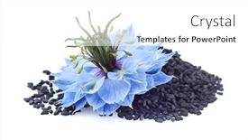  Presentation with cumin - Slide deck featuring black-cumin-seeds-with-nigella background and a white colored foreground