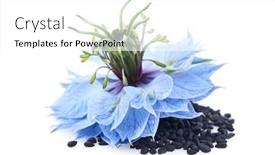  Presentation with cumin - Slide deck having black-cumin-seeds-with-nigella background and a white colored foreground