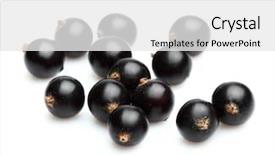 Presentation with currant - Slides consisting of black currant - berry of blackcurrant background and a white colored foreground