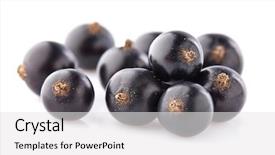  Presentation with currant - Audience pleasing presentation theme consisting of black currant - blackcurrant in closeup backdrop and a white colored foreground