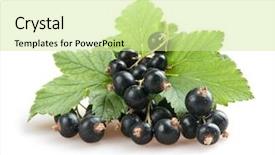 Presentation with blackcurrant - Amazing presentation theme having black currant - blackcurrant isoalted on white backdrop and a  colored foreground