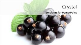  Presentation with currant - PPT layouts with black currant - blackcurrant with mint background and a white colored foreground