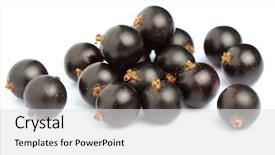  Presentation with blackcurrant - Slides with black currant - ripe blackcurrant on a white background and a  colored foreground