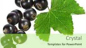  Presentation with currant - Presentation design featuring black-currant-berries-isolated background and a yellow colored foreground