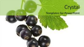 Presentation with currant - Slide set featuring black currant berries isolated background and a yellow colored foreground
