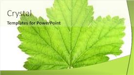  Presentation with currant - 