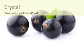 Presentation with currant - Cool new PPT layouts with black-currant-fruit-with-leaf backdrop and a cream colored foreground