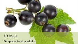  Presentation with currant - Audience pleasing slide deck consisting of black currant fruits with a leaf isolated backdrop and a yellow colored foreground