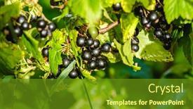  Presentation with currant - Colorful presentation theme enhanced with black-currant-grows backdrop and a tawny brown colored foreground