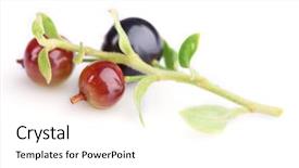  Presentation with currant black white and red - Presentation theme featuring black currant isolated on white background and a  colored foreground