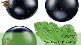  Presentation with currant - Beautiful presentation design featuring black currant on the white backdrop and a seafoam green colored foreground