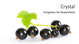  Presentation with currant - Presentation theme enhanced with black currant background and a white colored foreground