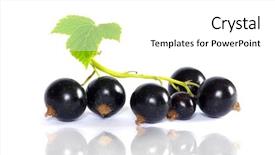  Presentation with currant - Slide set featuring black currant background and a white colored foreground