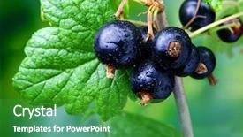  Presentation with currant - Colorful slides enhanced with black currant backdrop and a shamrock green colored foreground