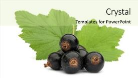  Presentation with currant - Audience pleasing slide deck consisting of black currants blackcurrants with green backdrop and a soft green colored foreground