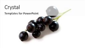  Presentation with currant black white and red - Presentation theme with black currants isolated on white background and a  colored foreground