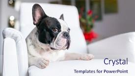  Presentation with culture french russia kids - Colorful PPT theme enhanced with black dog - adorable french bulldog lying down backdrop and a sky blue colored foreground