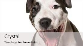  Presentation with american history old flag - Presentation design with black dog - american staffordshire terrier puppy 3 background and a light gray colored foreground