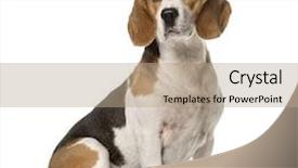  Presentation with sitting teddy bear isolated - Slide set enhanced with black dog - beagle sitting isolated on white background and a coral colored foreground