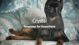  Presentation with green leaves coriander lay - Audience pleasing slides consisting of black dog - brussels griffon laying down backdrop and a  colored foreground