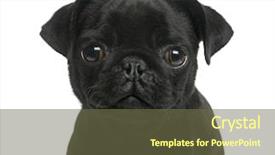  Presentation with puppy - Slides enhanced with black dog - close-up of a pug puppy background and a tawny brown colored foreground