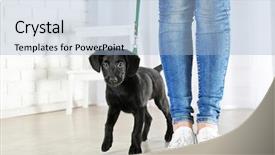  Presentation with puppy - Slides with black dog - cute labrador puppy with owner background and a  colored foreground