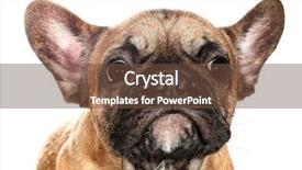  Presentation with cute christmas pug puppy dog - Slide set with black dog - cute little sad french bulldog background and a tawny brown colored foreground