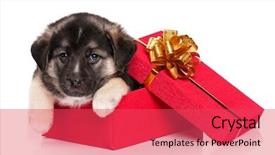  Presentation with old dog - Slide set featuring lookout from the wooden walkway in flynns beach phillip island victoria australia background and a tawny brown colored foreground