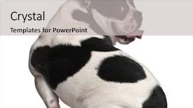  Presentation with old dog - Colorful PPT layouts enhanced with black dog - french bulldog 8 months old backdrop and a light gray colored foreground