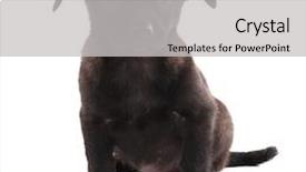  Presentation with blank whiteboard isolated on white - Theme having black dog - funny puppy isolated on white background and a  colored foreground