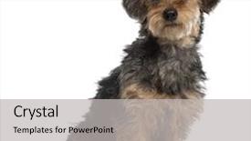  Presentation with hawaii old - Slides consisting of black dog - portrait of dachshund 10 months background and a  colored foreground