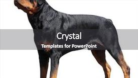  Presentation with path to god confusion - Colorful slides enhanced with black dog - rottweiler isolated with clipping path backdrop and a dark gray colored foreground