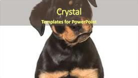  Presentation with rottweiler puppy - PPT theme featuring black dog - rottweiler puppy 3 months old background and a tawny brown colored foreground