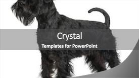  Presentation with old dog - Amazing theme having black dog - schnauzer 16 months old standing backdrop and a  colored foreground