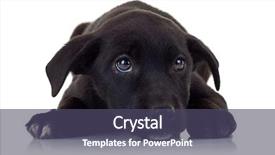  Presentation with hands down - Amazing PPT layouts having black dog - young fashion man looking down backdrop and a violet colored foreground