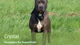  Presentation with green and black - Theme enhanced with black dog on green field background and a seafoam green colored foreground