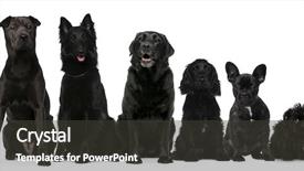  Presentation with dogs - Colorful slides enhanced with black dogs sitting from taller backdrop and a dark gray colored foreground