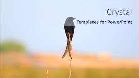  Presentation with india - Amazing theme having black drongo bird found in india close up shot backdrop and a sky blue colored foreground