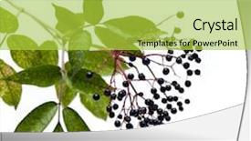  Presentation with black - Amazing theme having black elderberry backdrop and a yellow colored foreground