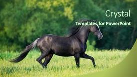  Presentation with welsh - Colorful PPT theme enhanced with black-elegance-horse-running-outdoors backdrop and a ocean colored foreground