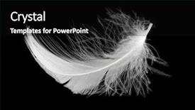  Presentation with feather - Slide set having black elegant - white feather isolated on white background and a black colored foreground