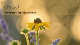  Presentation with purple spring - PPT layouts having black-eyed-susan-flower-backlit background and a yellow colored foreground