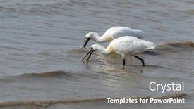  Presentation with seagull - Amazing PPT layouts having black-faced-spoonbill-and-seagull backdrop and a gray colored foreground