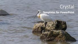  Presentation with wetland - Cool new theme with black-faced-spoonbill-and-seagull backdrop and a gray colored foreground