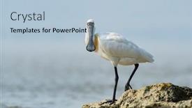  Presentation with wetland - PPT theme consisting of black-faced-spoonbill-and-seagull background and a light blue colored foreground