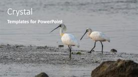  Presentation with wetland - Presentation featuring black-faced-spoonbill-and-seagull background and a gray colored foreground