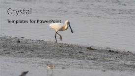  Presentation with wetland - Presentation theme enhanced with black-faced-spoonbill-and-seagull background and a light gray colored foreground