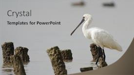  Presentation with waterland - Amazing PPT theme having black-faced-spoonbill-at-waterland backdrop and a light gray colored foreground