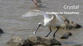  Presentation with waterland - PPT theme with black-faced-spoonbill-at-waterland background and a gray colored foreground